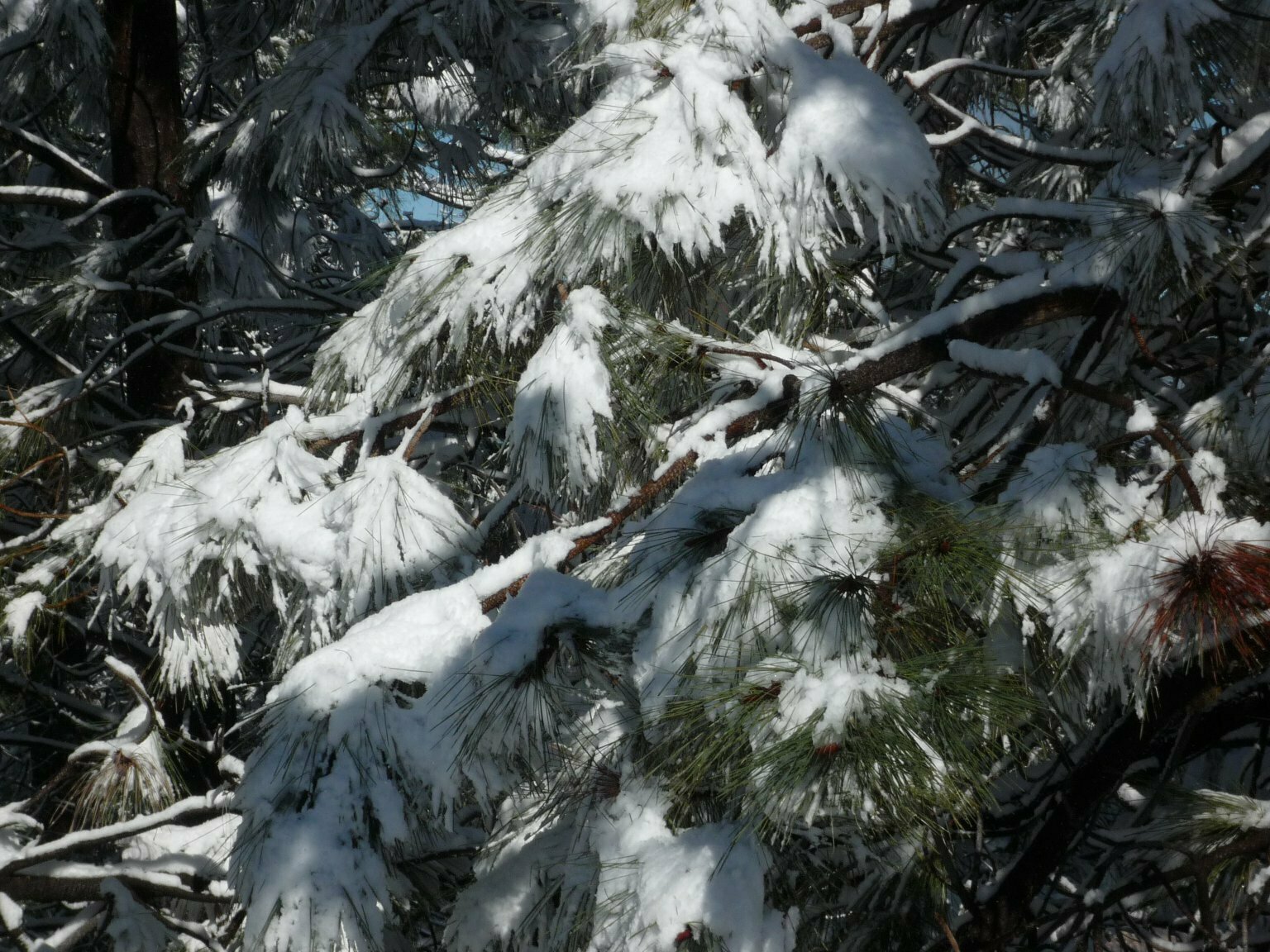 High Resolution Pinus coulteri Leaf